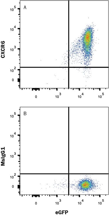 Detection of CXCR6 antibody in HEK293 Human Cell Line Transfected with Rat CXCR6 and eGFP antibody by Flow Cytometry.