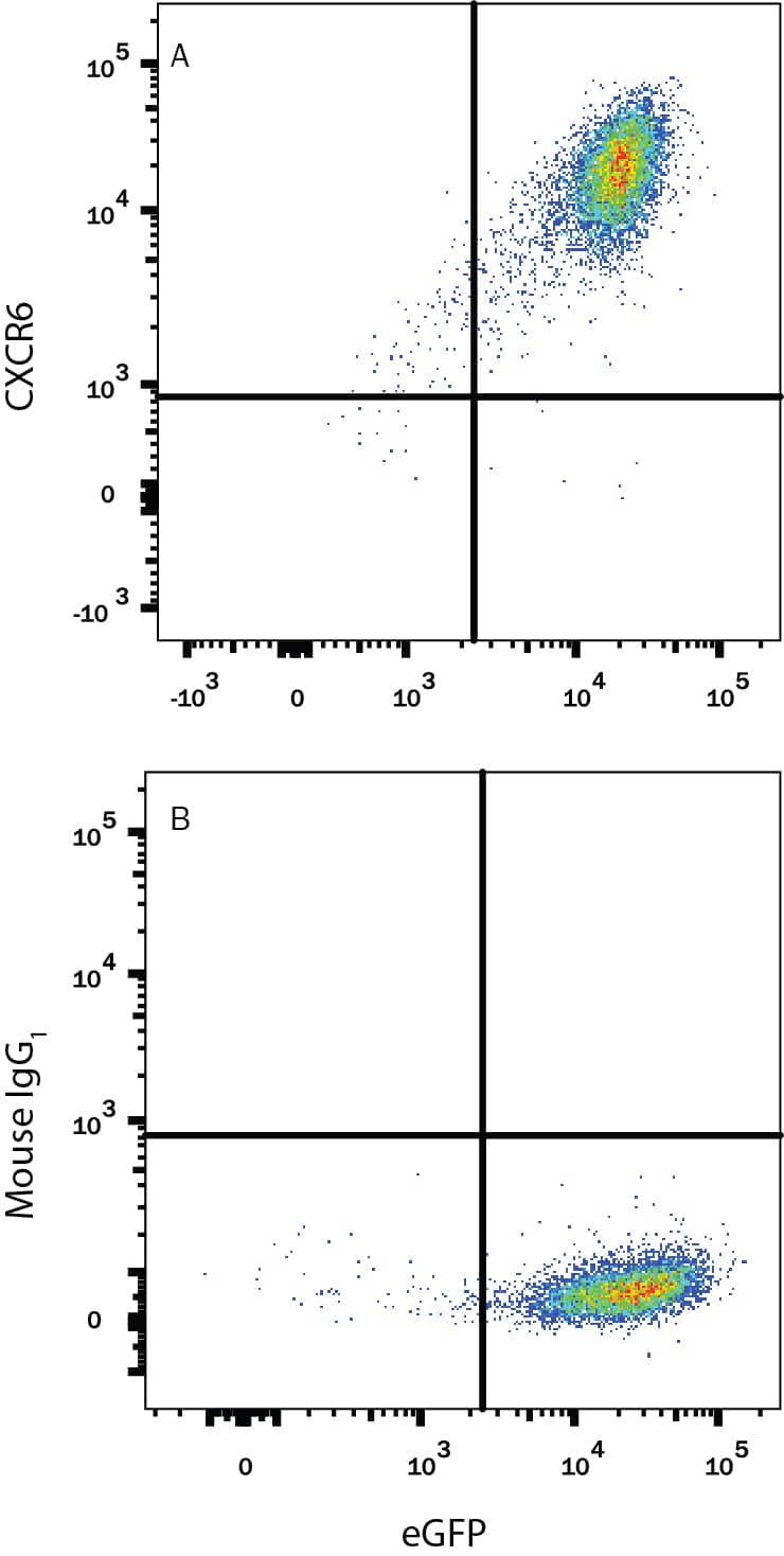 Detection of CXCR6 antibody in HEK293 Human Cell Line Transfected with Rat CXCR6 and eGFP antibody by Flow Cytometry.