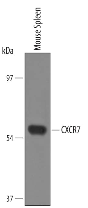 Detection of Mouse CXCR7/RDC-1 antibody by Western Blot.