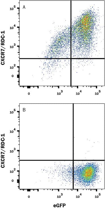 Detection of CXCR7/RDC-1 antibody in HEK293 Human Cell Line Transfected with Human CXCR7/RDC-1 and eGFP antibody by Flow Cytometry.