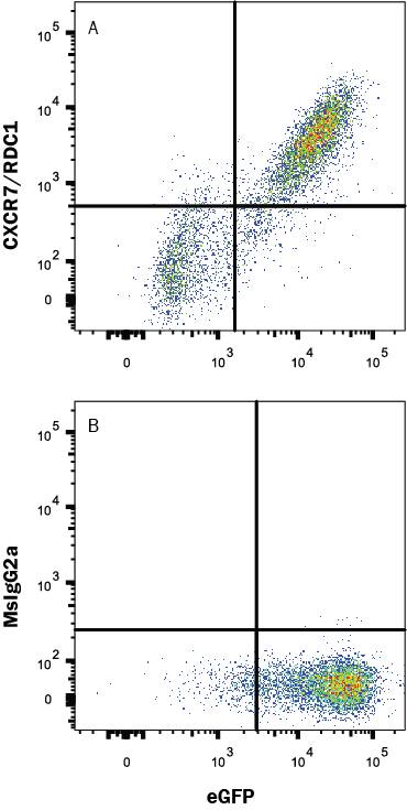 Detection of CXCR7/RDC-1 antibody in HEK293 Human Cell Line Transfected with Human CXCR7/RDC-1 and eGFP antibody by Flow Cytometry.