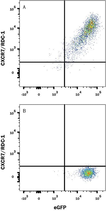 Detection of CXCR7/RDC-1 antibody in HEK293 Human Cell Line Transfected with Rat CXCR7/RDC-1 and eGFP antibody by Flow Cytometry.