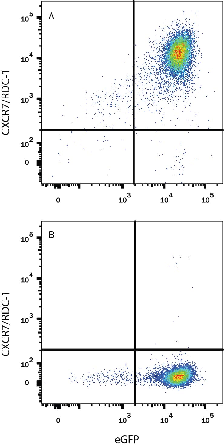 Detection of CXCR7/RDC-1 antibody in HEK293 Human Cell Line Transfected with Rat CXCR7/RDC-1 and eGFP antibody by Flow Cytometry.