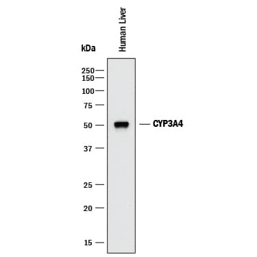 Detection of Human CYP3A4 antibody by Western Blot.