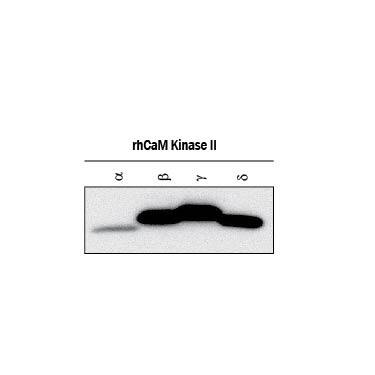 Detection of Recombinant Human CaM Kinase II a,  beta ?, and d antibody by Western Blot.