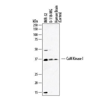 Detection of Human CaM Kinase I antibody by Western Blot.