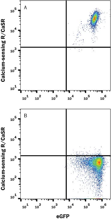 Detection of Calcium-sensing R/CaSR antibody in HEK293 Human Cell Line Transfected with Human Calcium-sensing R/CaSR and eGFP antibody by Flow Cytometry.