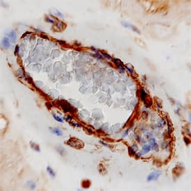 Cadherin-11 antibody in Human Placenta by Immunohistochemistry (IHC-P).