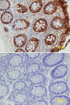 Cadherin-17 antibody in Human Colon by Immunohistochemistry (IHC-P).