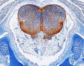 Cadherin-4/R-Cadherin antibody in Mouse Brain by Immunohistochemistry (IHC-Fr).