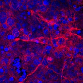 Cadherin-12 antibody in BG01V Human Embryonic Stem Cells by Immunocytochemistry (ICC).