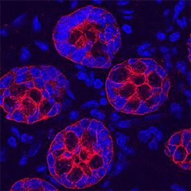 Cadherin-17 antibody in Mouse Intestine by Immunohistochemistry (IHC-Fr).