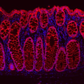 Cadherin-17 antibody in Human Transverse Colon by Immunohistochemistry (IHC-P).