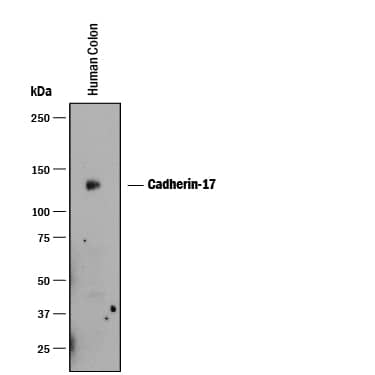 Detection of Human Cadherin-17 antibody by Western Blot.