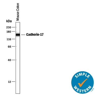 Detection of Mouse Cadherin-17 antibody by Simple WesternTM.