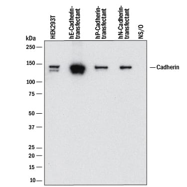 Detection of Human Cadherins antibody by Western Blot.