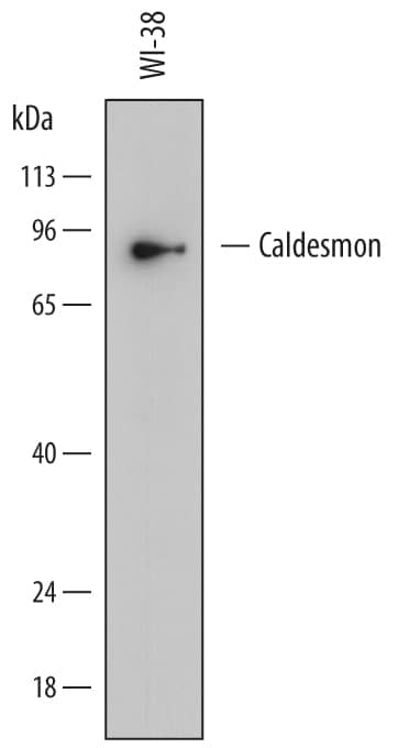 Detection of Human Caldesmon/CALD1 antibody by Western Blot.