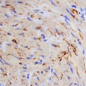 Calponin 1 antibody in Human Small Intestine by Immunohistochemistry (IHC-P).
