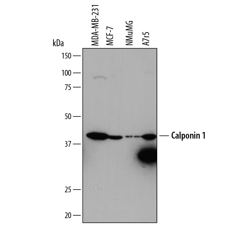 Detection of Human, Mouse, and Rat Calponin 1 antibody by Western Blot.