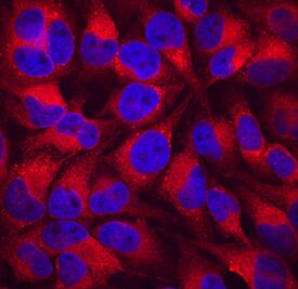Calreticulin antibody in HeLa Human Cell Line by Immunocytochemistry (ICC).