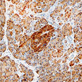 Calreticulin antibody in Human Pancreas by Immunohistochemistry (IHC-P).