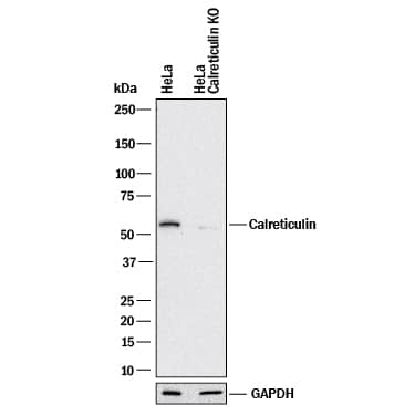 Western Blot Shows Human Calreticulin Antibody Specificity by Using Knockout Cell Line.