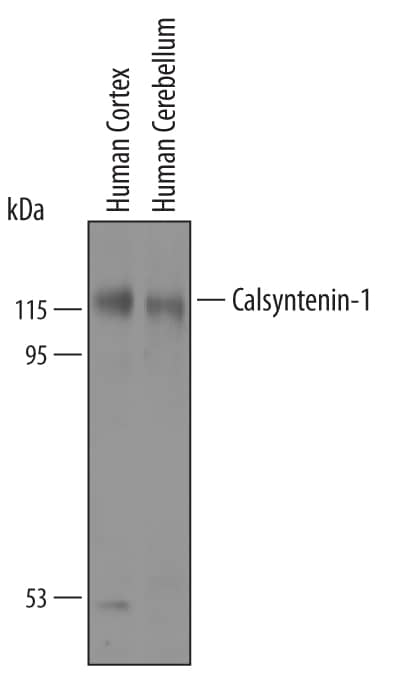 Detection of Human Calsyntenin-1 antibody by Western Blot.