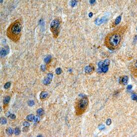 Calsyntenin-2 antibody in Human Brain by Immunohistochemistry (IHC-P).