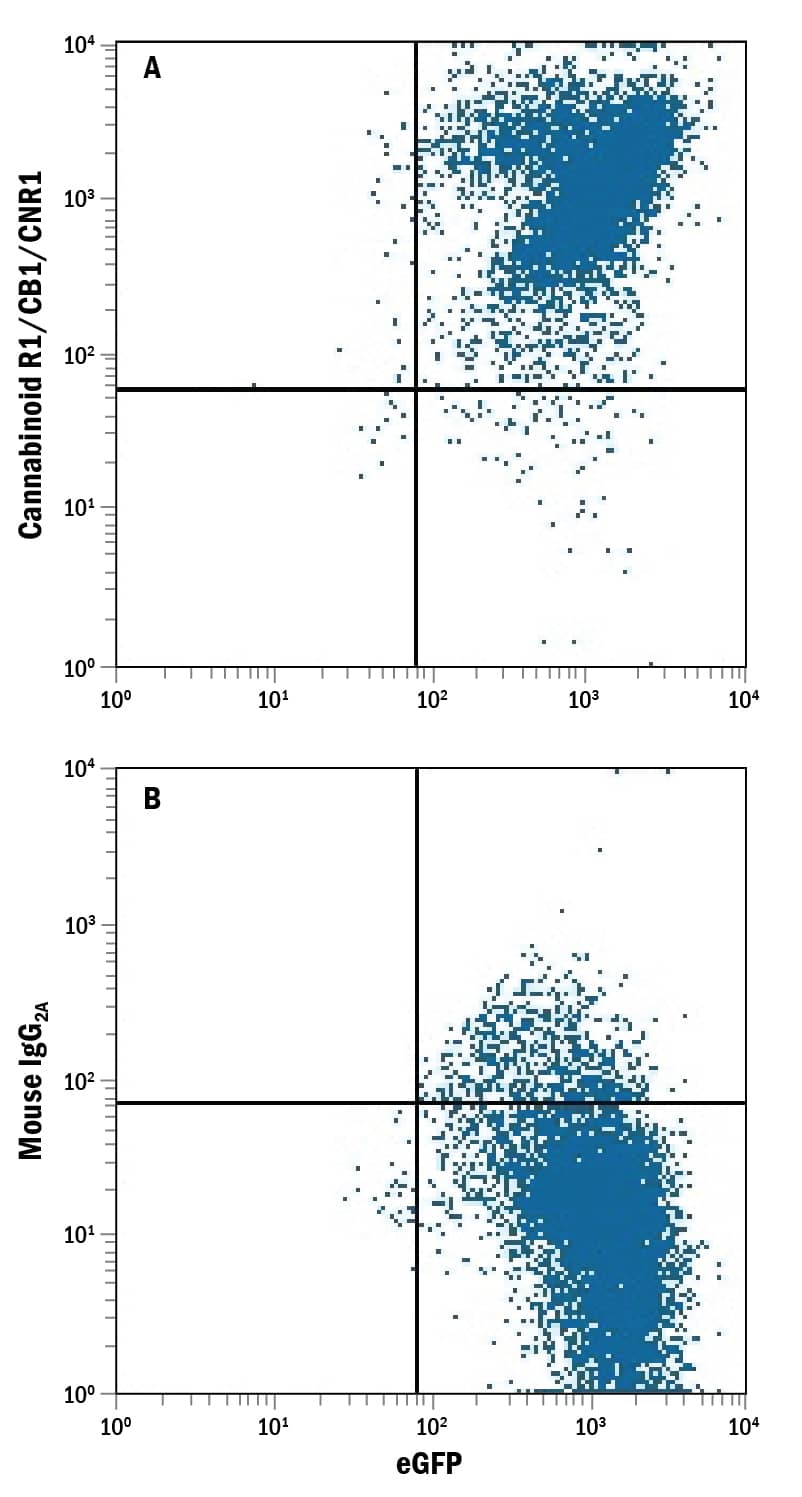 Detection of Cannabinoid R1/CB1/CNR1 antibody in NS0 Mouse Cell Line Transfected with Human Cannabinoid R1/CB1/CNR1 and eGFP antibody by Flow Cytometry.