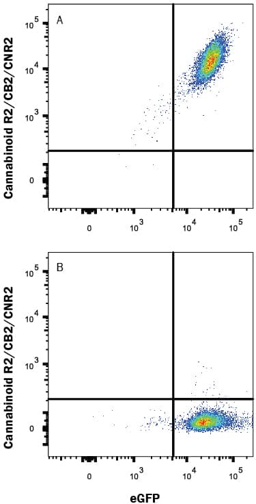 Detection of Cannabinoid R2/CB2/CNR2 antibody in HEK293 Human Cell Line Transfected with Human Cannabinoid R2/CB2/CNR2 and eGFP antibody by Flow Cytometry.