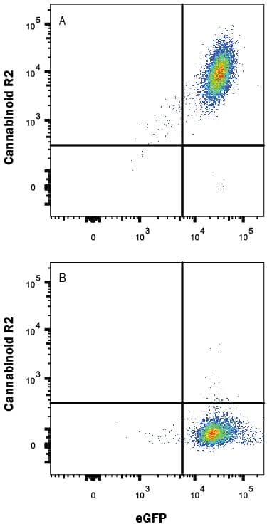 Detection of Cannabinoid R2/CB2/CNR2 antibody in HEK293 Human Cell Line Transfected with Human Cannabinoid R2/CB2/CNR2 and eGFP antibody by Flow Cytometry.