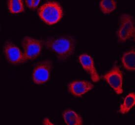 CapG antibody in U937 Human Cell Line by Immunocytochemistry (ICC).