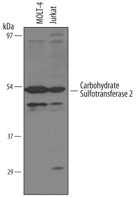 Detection of Human Carbohydrate Sulfotransferase 2/CHST2 antibody by Western Blot.