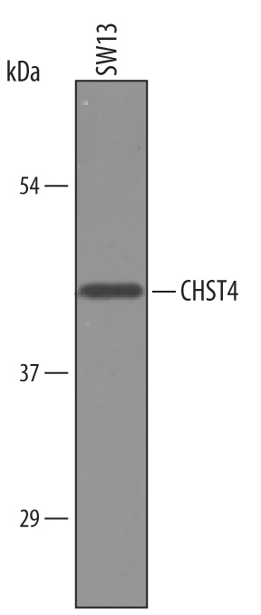 Detection of Human Carbohydrate Sulfotransferase 4/CHST4 antibody by Western Blot.