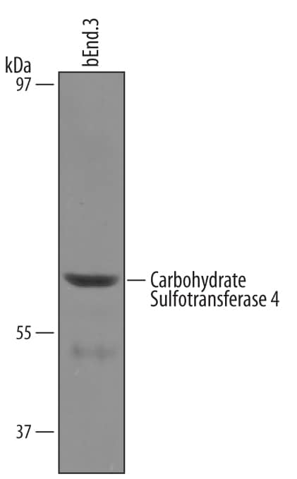 Detection of Mouse Carbohydrate Sulfotransferase 4/ CHST4 antibody by Western Blot.