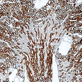 Carbonic Anhydrase IV/CA4 antibody in Mouse Kidney by Immunohistochemistry (IHC-Fr).