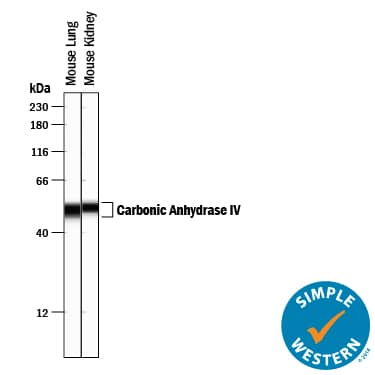 Detection of Mouse Carbonic Anhydrase IV/CA4 antibody by Simple WesternTM.