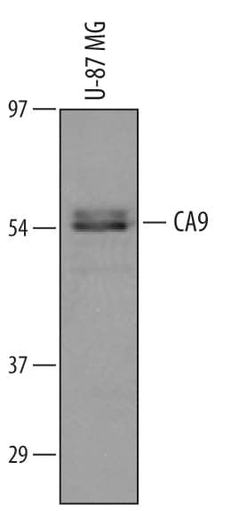 Detection of Human Carbonic Anhydrase IX/CA9 antibody by Western Blot.