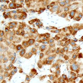 Carbonic Anhydrase VA/CA5A antibody in Human Liver by Immunohistochemistry (IHC-P).