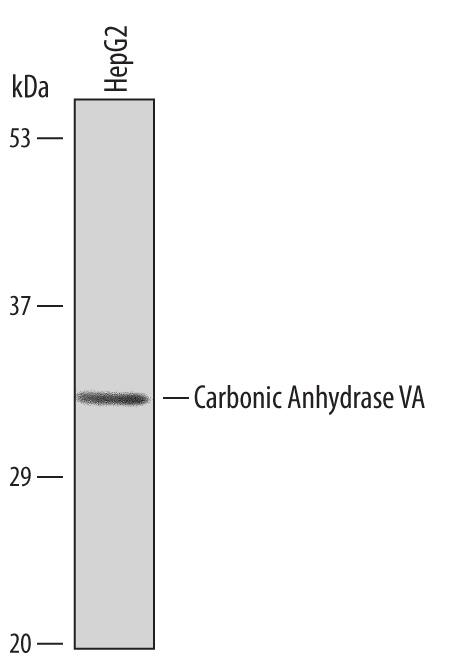 Detection of Human Carbonic Anhydrase VA/CA5A antibody by Western Blot.