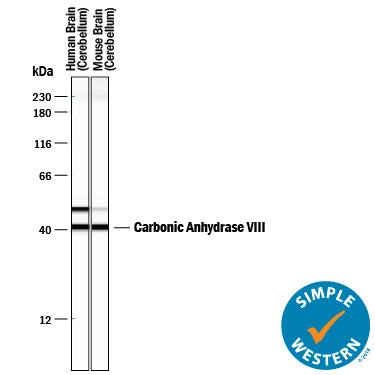 Detection of Human and Mouse Carbonic Anhydrase VIII/CA8 antibody by Simple WesternTM.