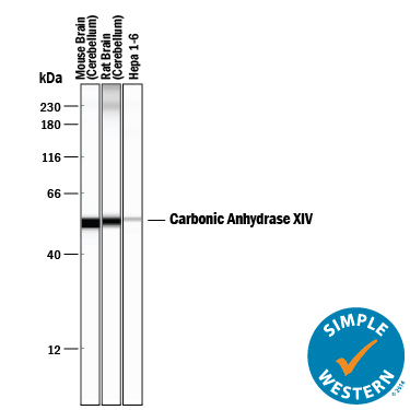 Detection of Mouse and Rat Carbonic Anhydrase XIV/CA14 antibody by Simple WesternTM.