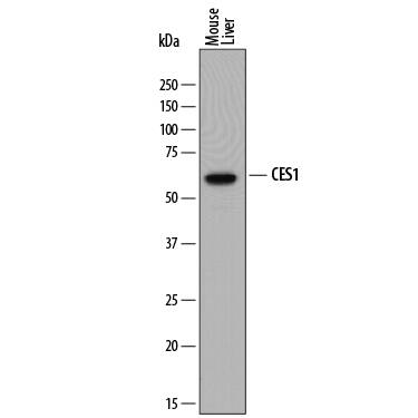 Detection of Mouse Carboxylesterase 1/ CES1 antibody by Western Blot.