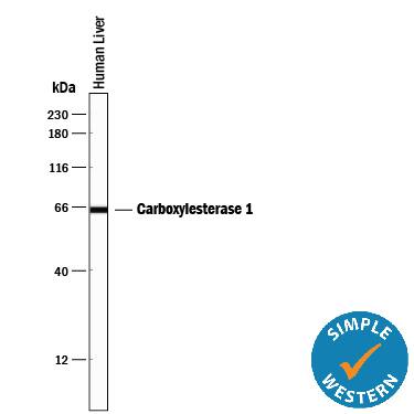 Detection of Human Carboxylesterase 1/CES1 antibody by Simple WesternTM.