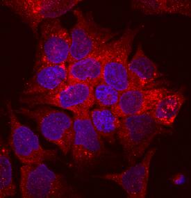 Carboxylesterase 2/CES2 antibody in HepG2 Human Cell Line by Immunocytochemistry (ICC).