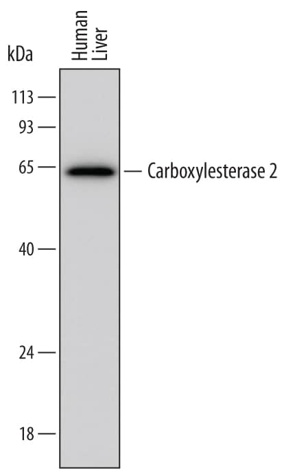 Detection of Human Carboxylesterase 2/CES2 antibody by Western Blot.