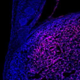 Carboxypeptidase E/CPE antibody in Mouse Embryo by Immunohistochemistry (IHC-Fr).