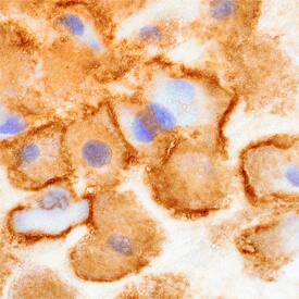 Carboxypeptidase M antibody in Human Placenta by Immunohistochemistry (IHC-P).