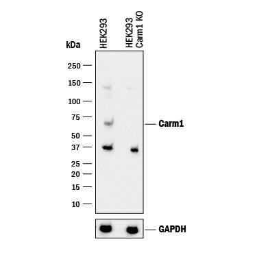 Western Blot Shows Human Carm1 Antibody Specificity by Using Knockout Cell Line.
