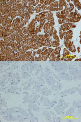 Carnosine Dipeptidase 1/CNDP1 antibody in Human Heart by Immunohistochemistry (IHC-P).